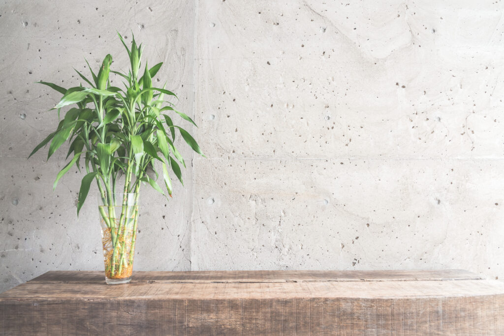 Como fazer o cultivo do bambu da sorte
