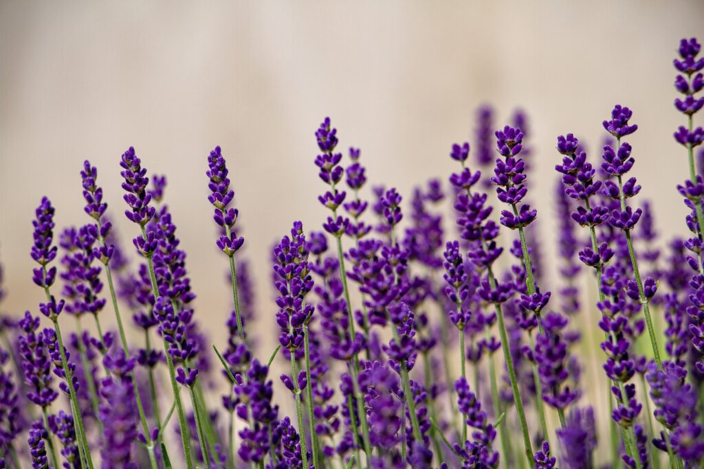 Tenha lindas lavandas em casa: Saiba como plantar e cultivar essa planta poderosa