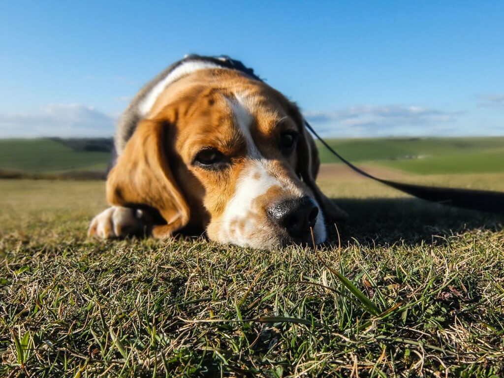 Como saber se o cachorro está sentindo dor: Veja algumas dicas