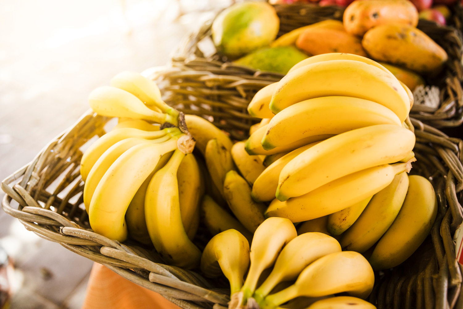 Por qual motivo as bananas sofrem risco de extinção?