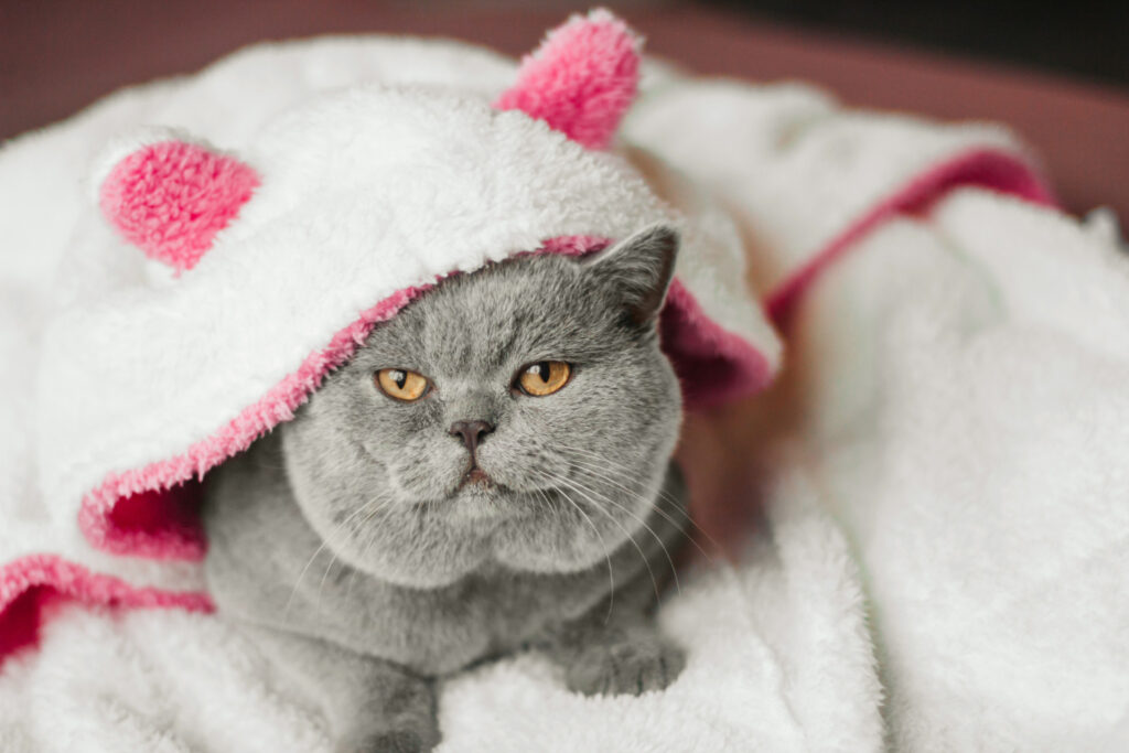 Banho a seco em gatos: Aprenda como com essas dicas infalíveis.
