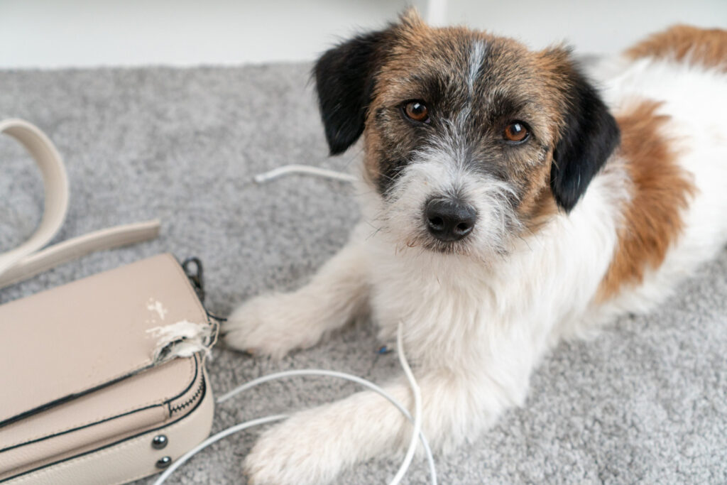10 raças de cachorros que amam uma bagunça