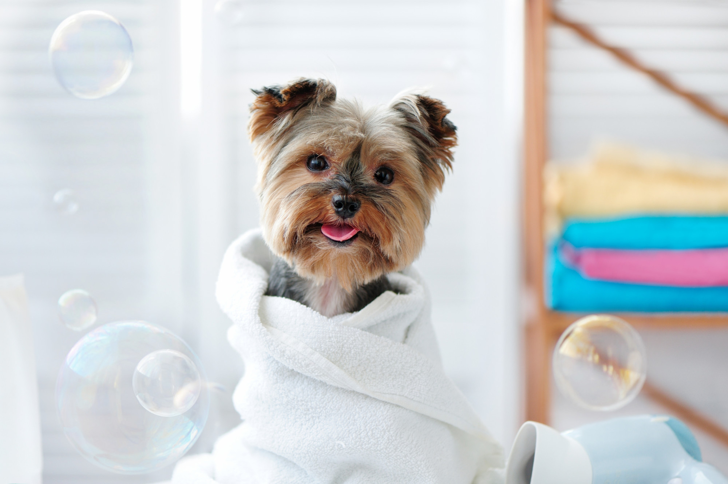 Afinal, sabão de coco é bom ou não para dar banho em cachorros?