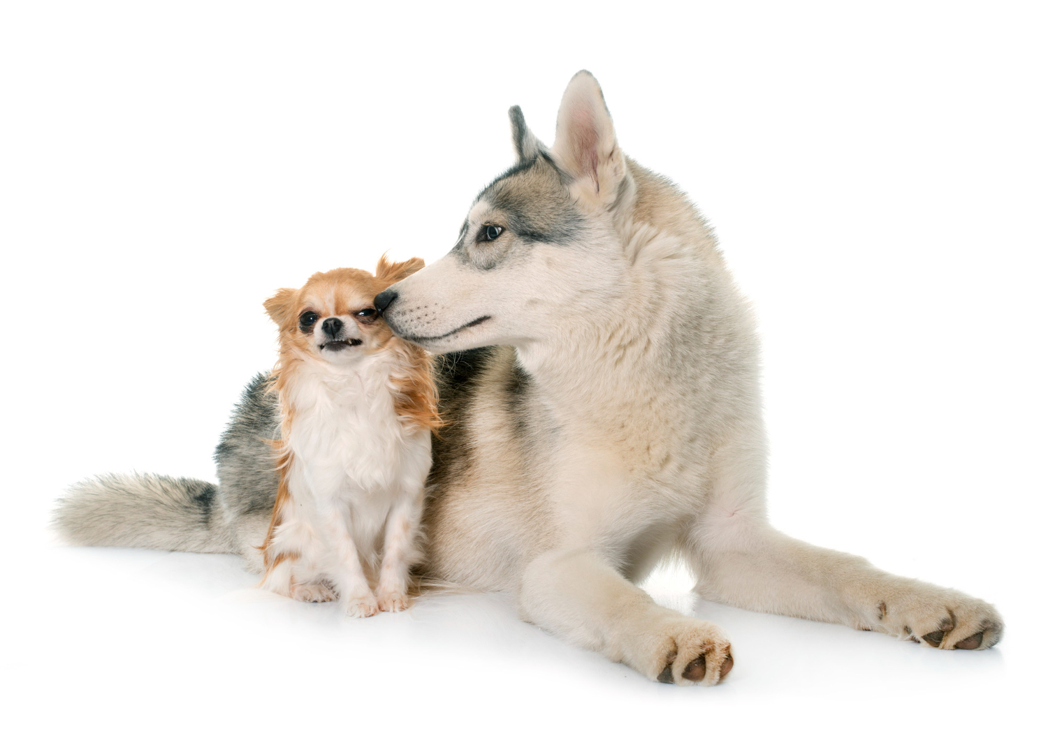 Cães agressivos: Veja 6 dicas para amansar esses pets