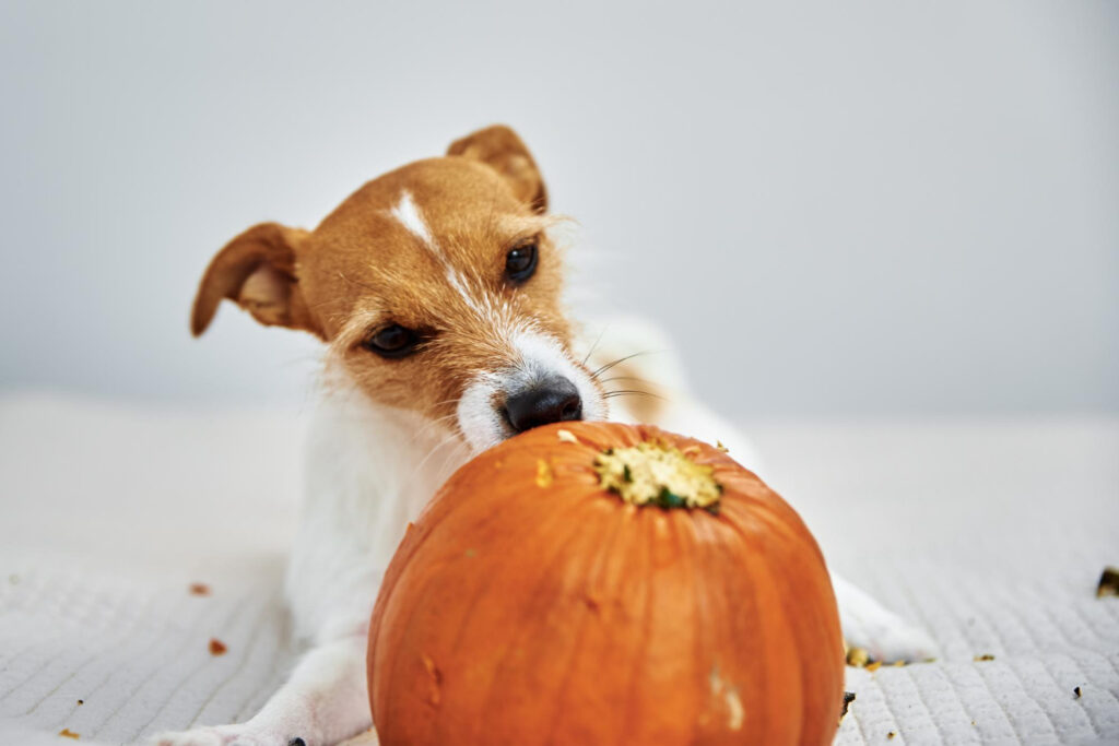 Quais legumes um cachorro pode comer?
