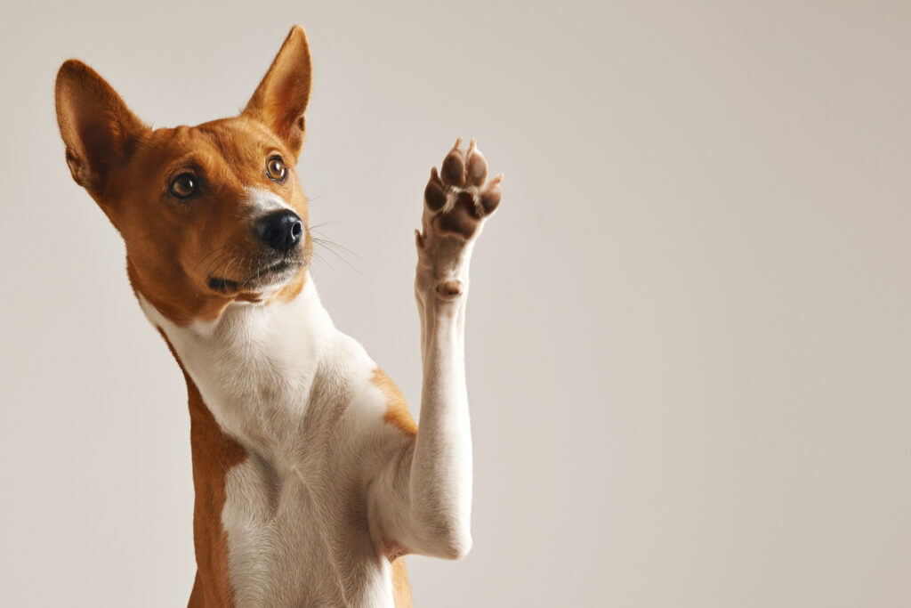 4 cachorros famosos que entraram para a história