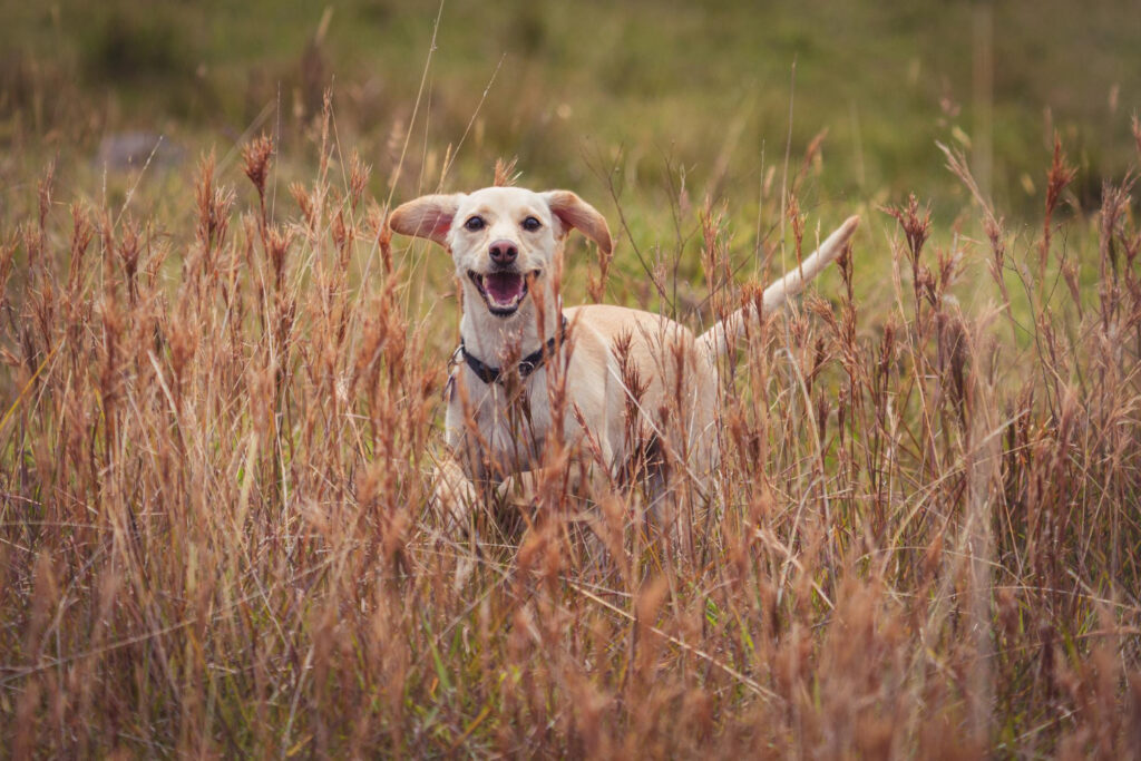 Quanto custa ter um cachorro? Confira os principais gastos