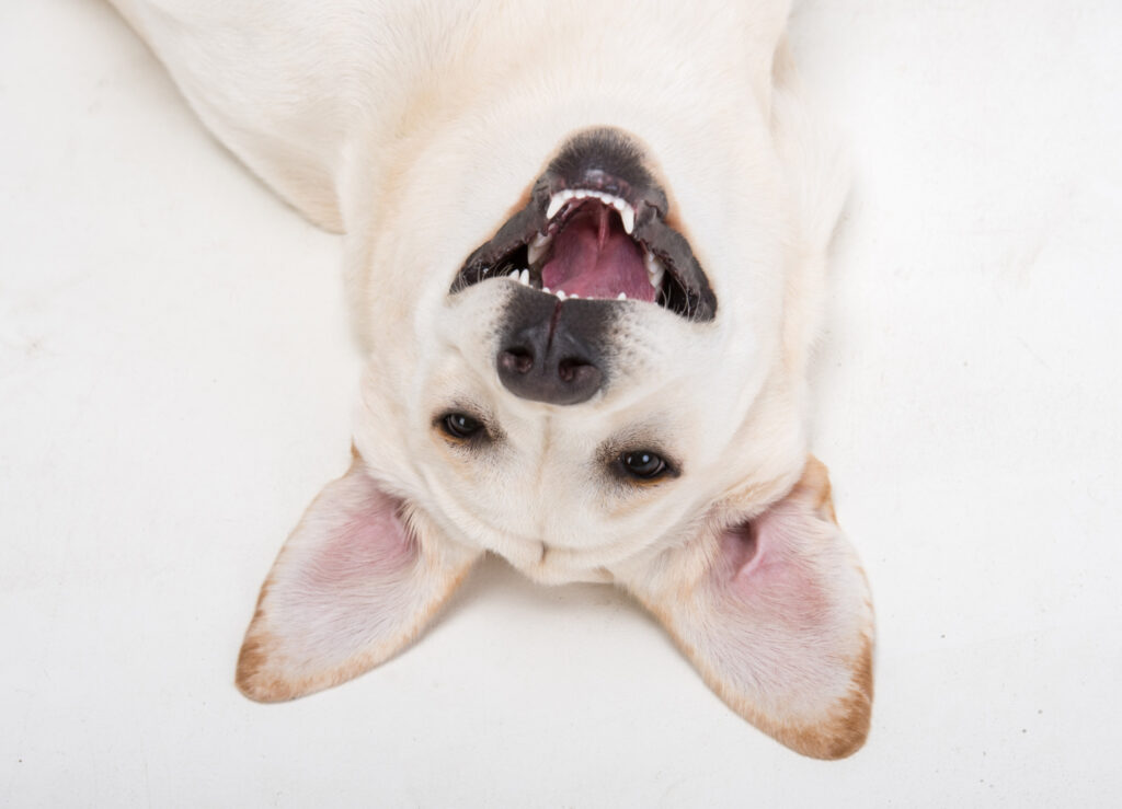 Confira 4 razões para conversar com o seu pet