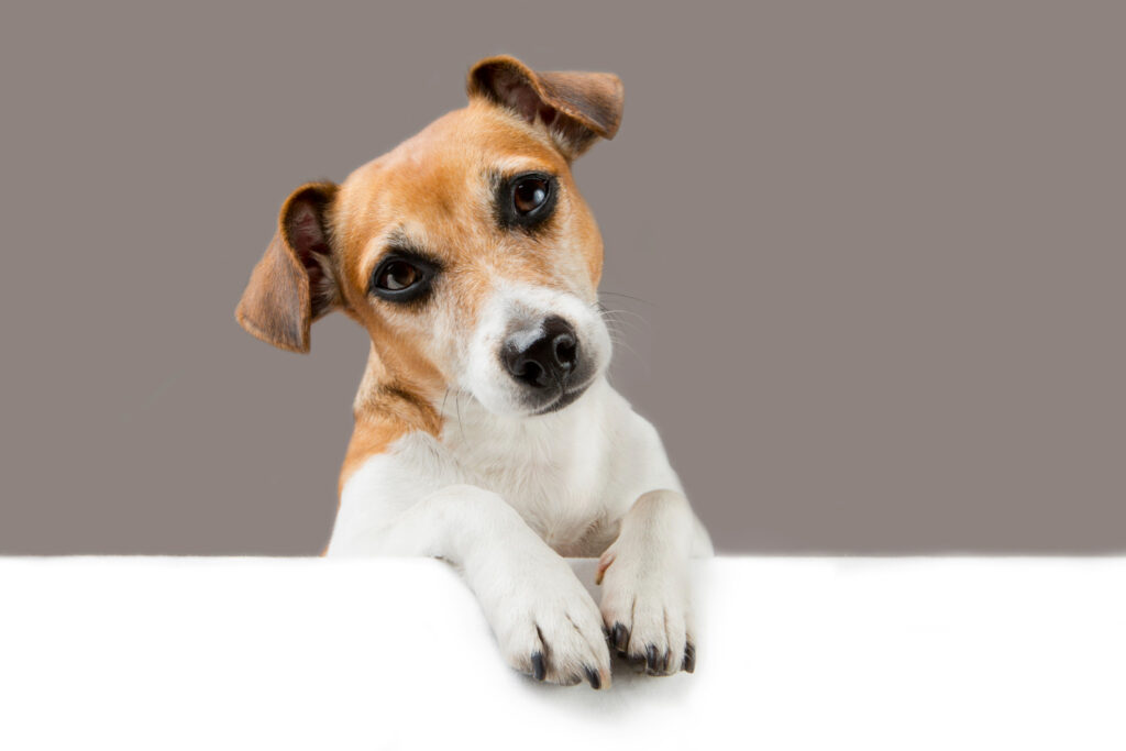 Cachorro castrado é mais manso: Mito ou verdade?
