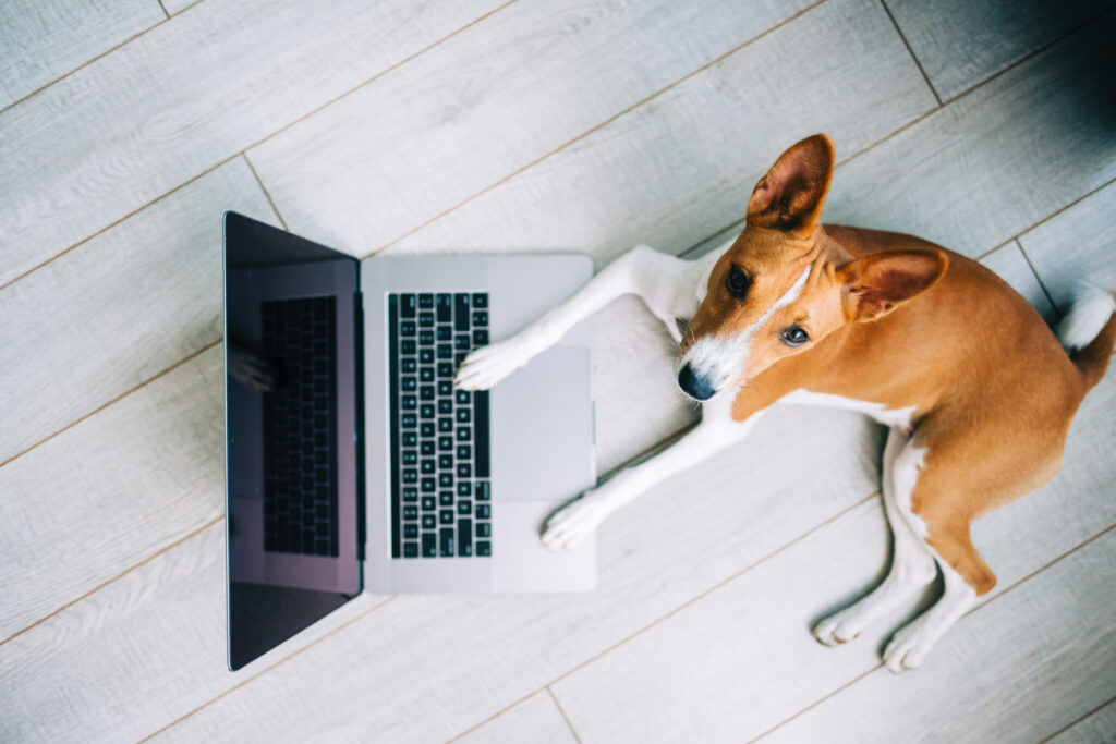 Conheça as 10 raças de cachorro mais pesquisadas em 2021: Confira quem foram os queridinhos