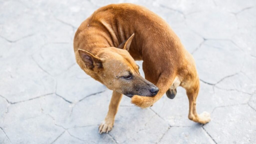 O que significa cachorro correndo atrás do rabo