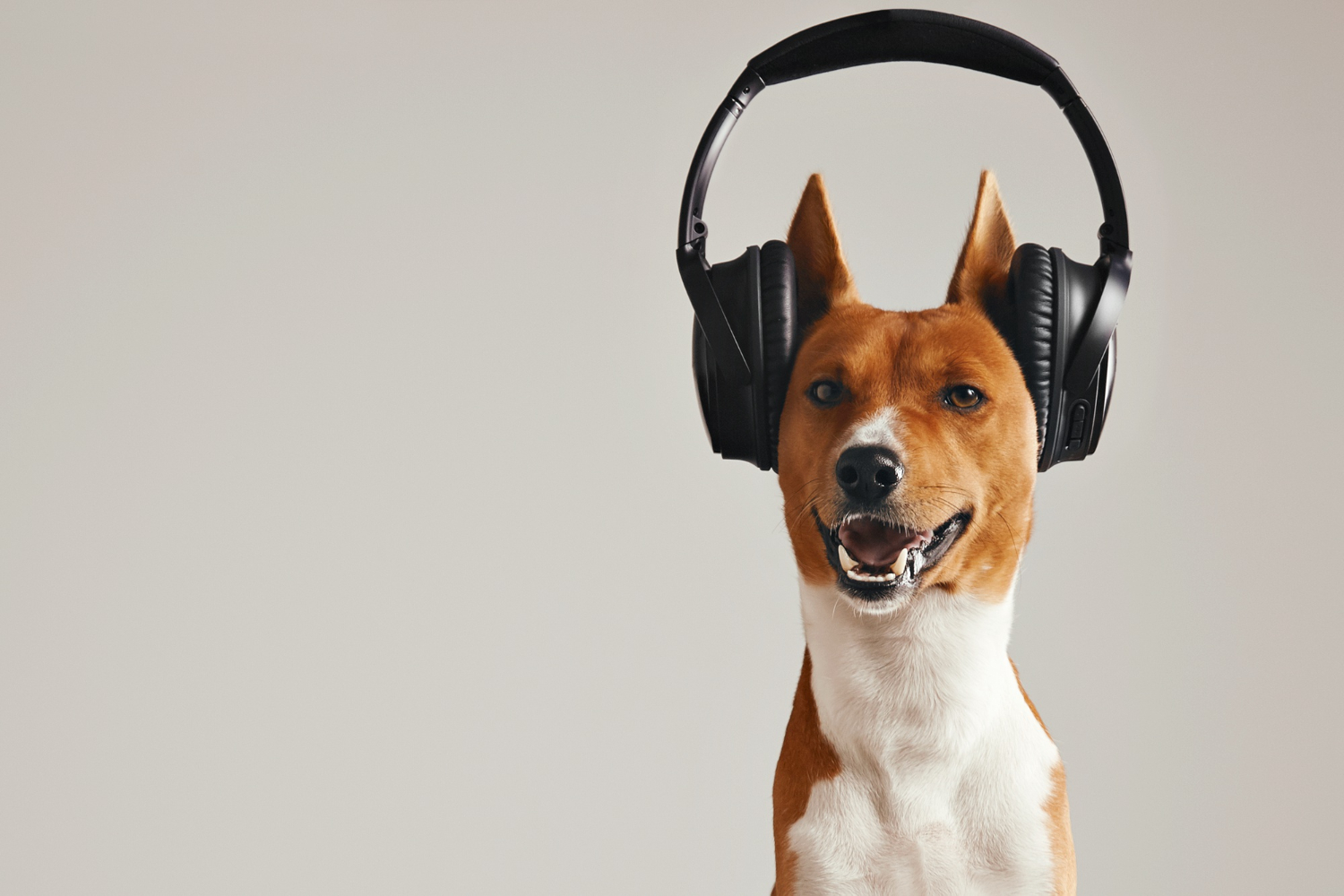 Que musica os cães mais gostam de ouvir?