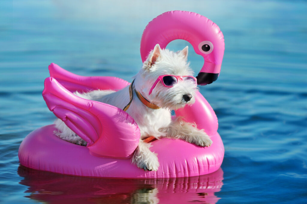 Confira 10 raças de cachorros que não podem nadar sem boia