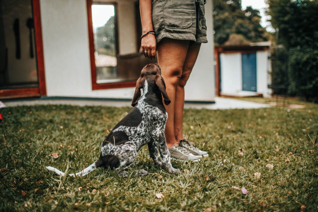 Cachorros famosos que entraram para a história.