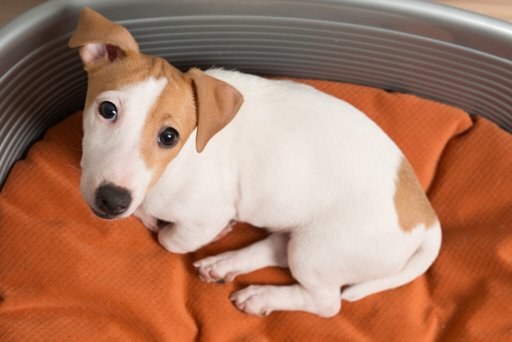 Caminha pet com mau cheiro: confira dicas infalíveis para a limpeza deste objeto