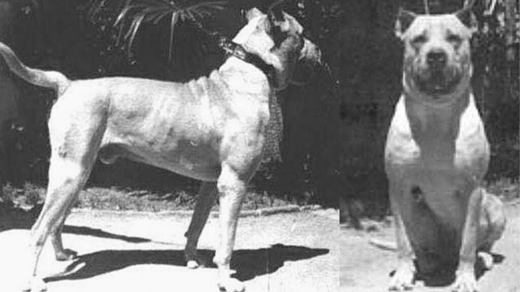 Raças de cachorro extintas: conheça 5 delas