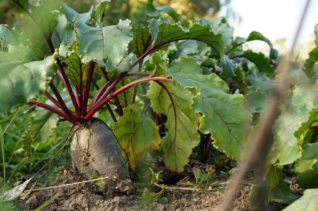 como cultivar beterraba no vaso