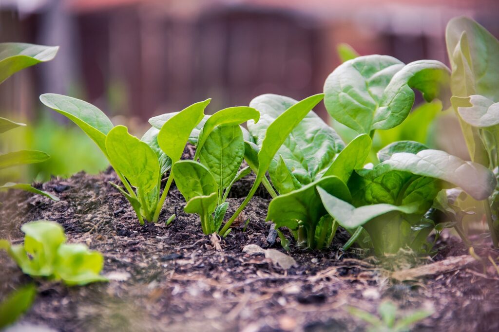 como cultivar espinafre em canteiros