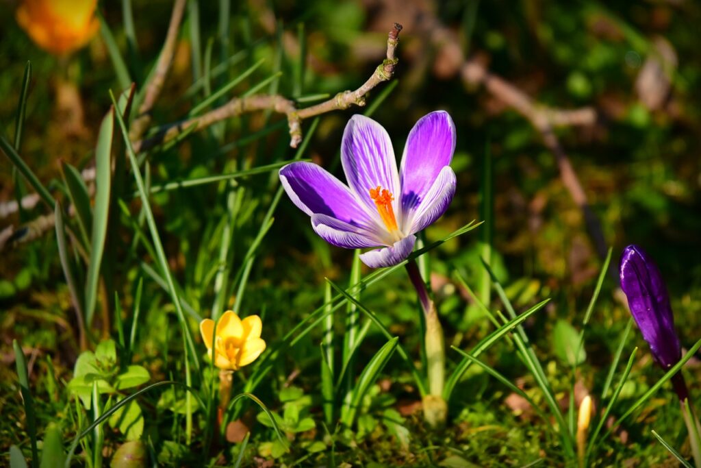 jardim de inverno