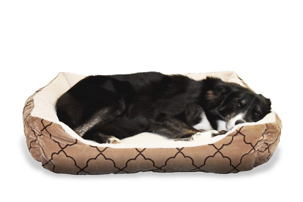 como limpar cama de cachorro