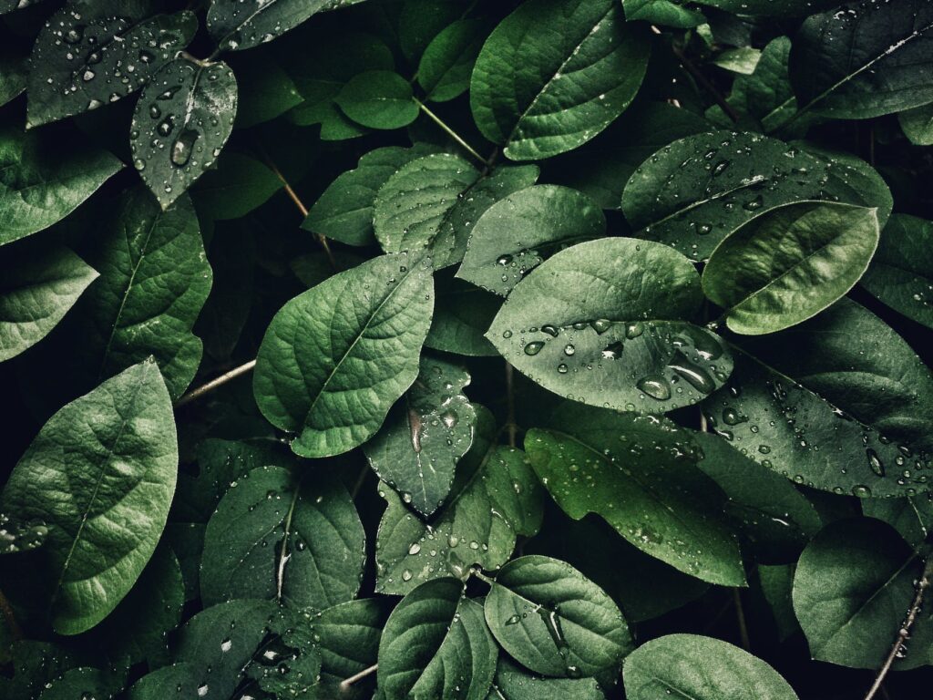 Como manter as pragas longe das suas plantas.