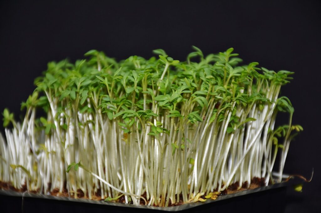 como plantar agrião