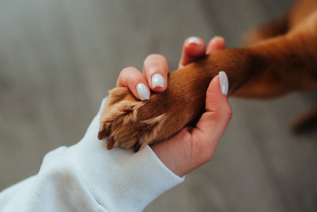 Como saber o tamanho do cachorro pela pata.
