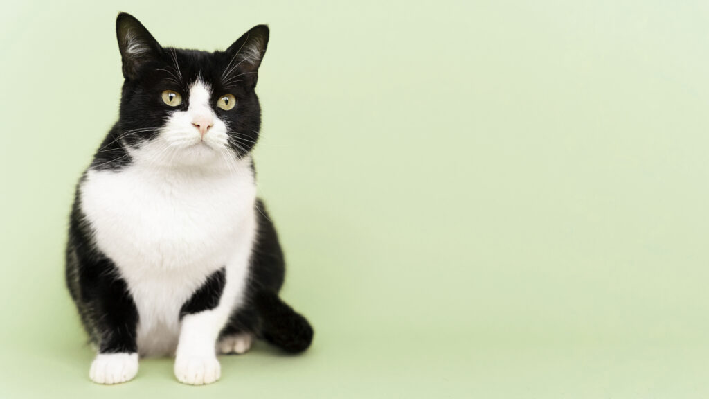 Como saber se o seu gato está obeso