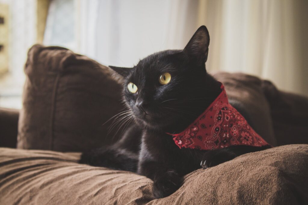 Como remover pelo de gato do sofá?