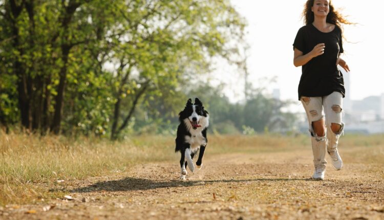 Treinamento para cães: confira agora os principais e os ponha em prática