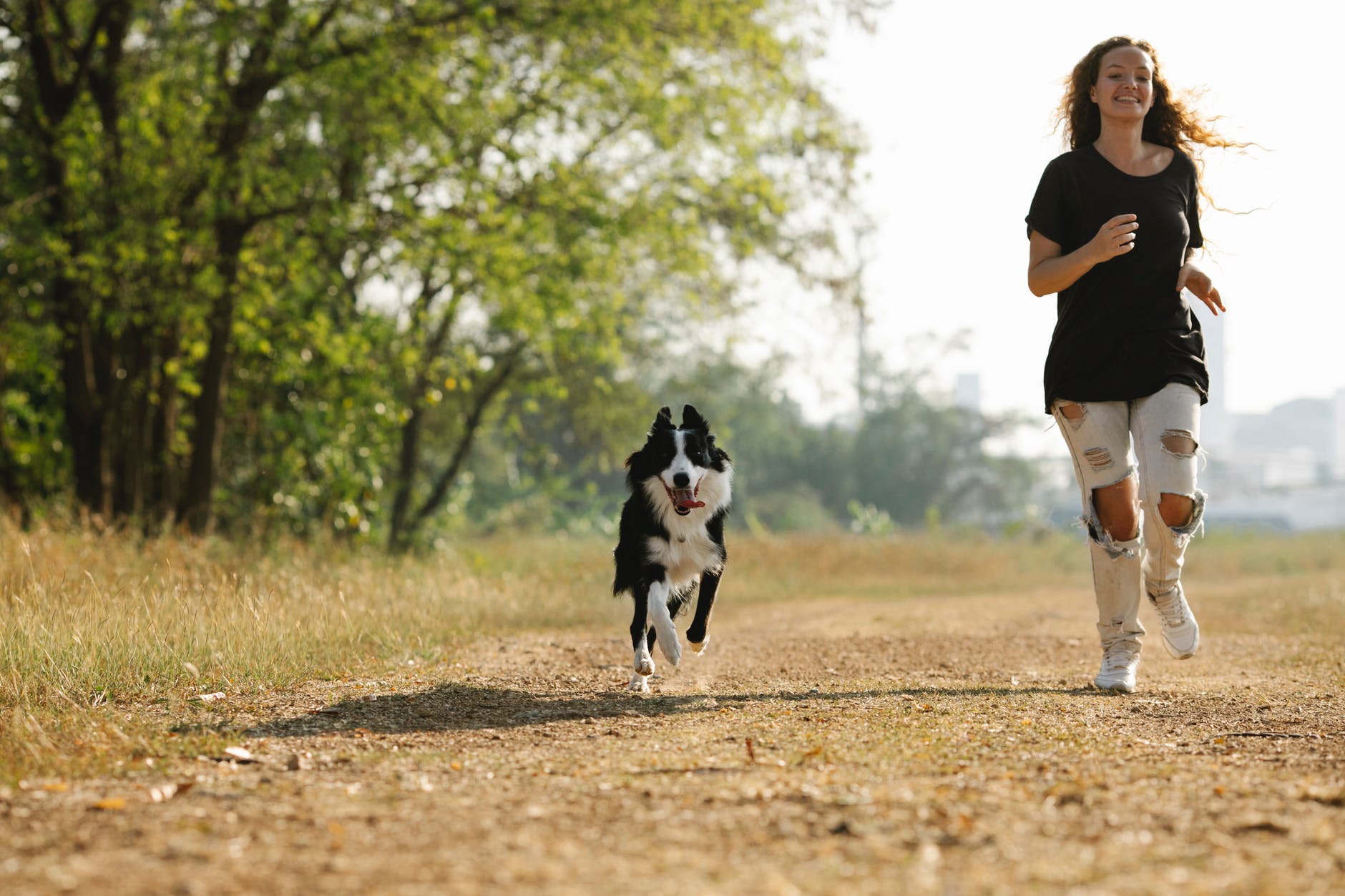 Treinamento para cães: confira agora os principais e os ponha em prática
