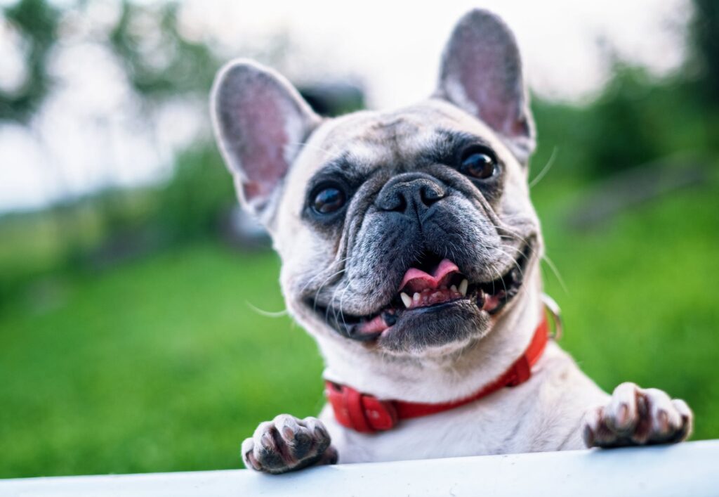 Conheça as 10 raças de cachorro mais pesquisadas em 2021: Confira quem foram os queridinhos