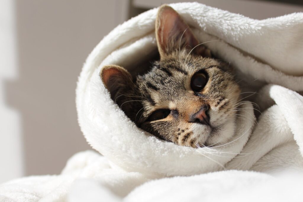Banho a seco em gatos: Aprenda como com essas dicas infalíveis. Confira!