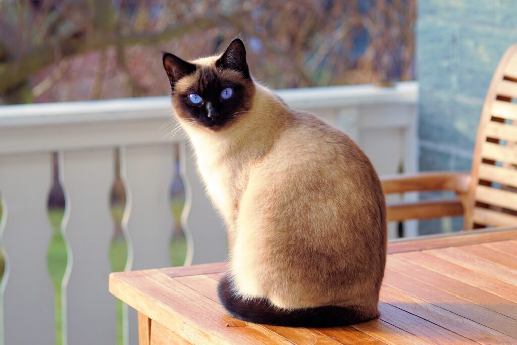 Confira 5 dicas para te ajudar a cuidar do seu Gato Siamês!