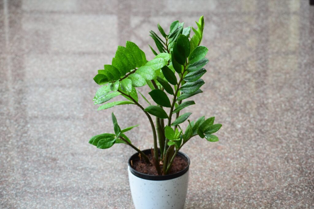 6 plantas umidificadoras para melhorar a qualidade do ar da sua casa