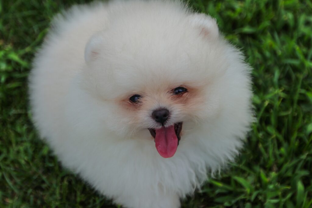 Snowball: o cachorrinho que encantou a internet com sua fofura!