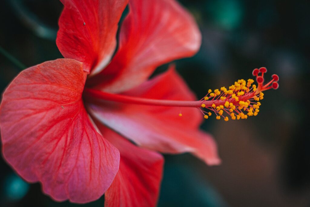 Veja o nome de 5 flores comuns que você talvez não saiba