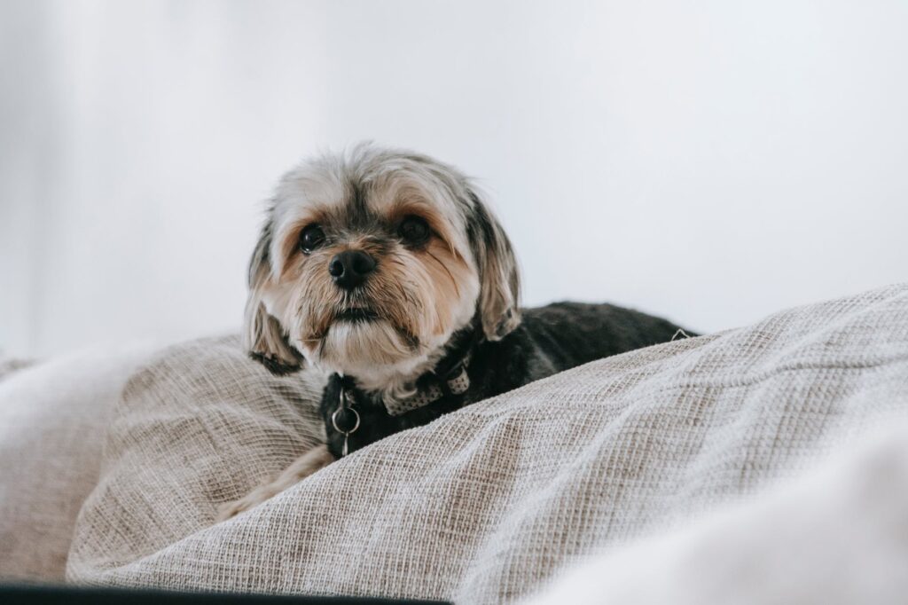 Raças de cães que não soltam muito pelo: Confira agora alguns espécimes!