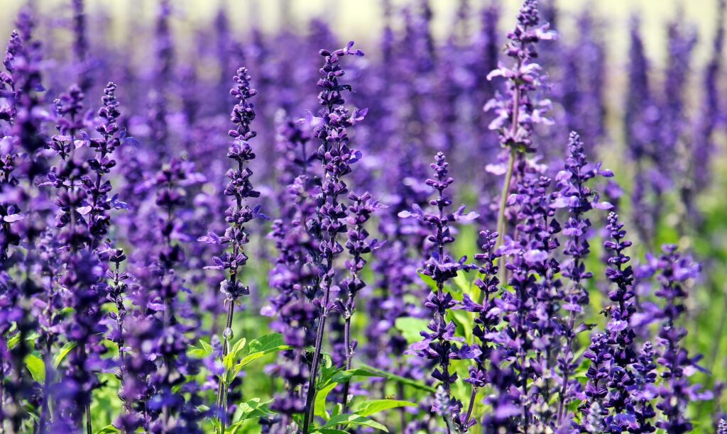 Veja quais são as 5 flores mais cheirosas: Deixe a casa perfumada de forma natural