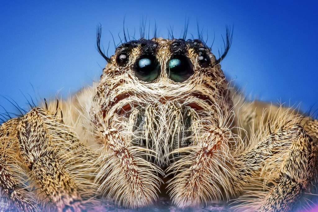 Golias Birdeater: Conheça a maior aranha do mundo