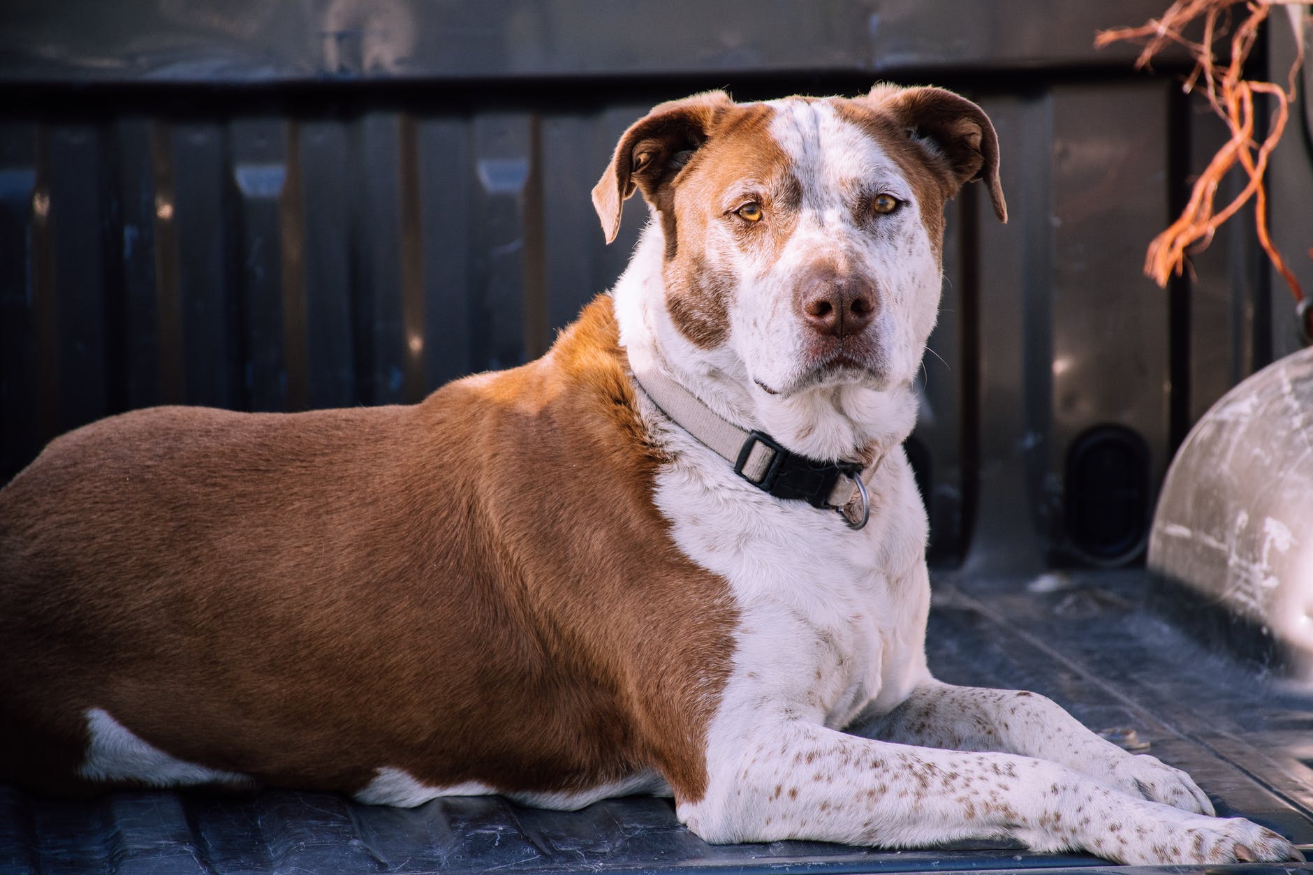 Empresa lança coleira inteligente que monitora a saúde de cães