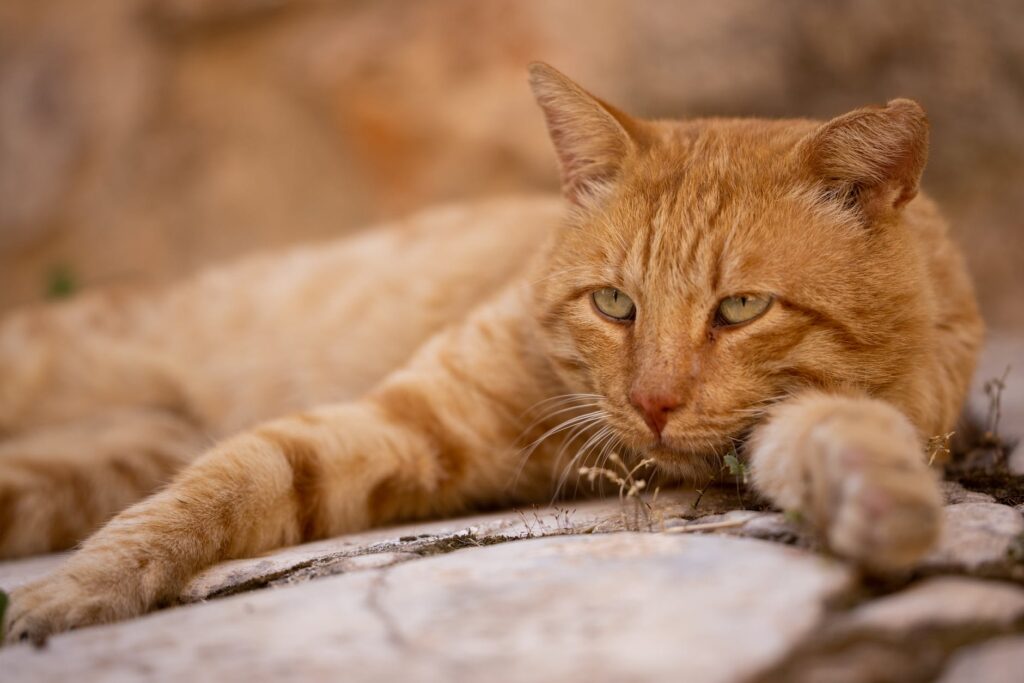 Conheça Bino: gatinho ganhou crachá de funcionário e agora é atendente do Poupatempo em São Paulo