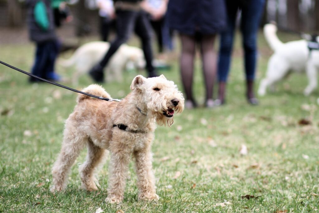Diferença entre os tamanho de Poodle.