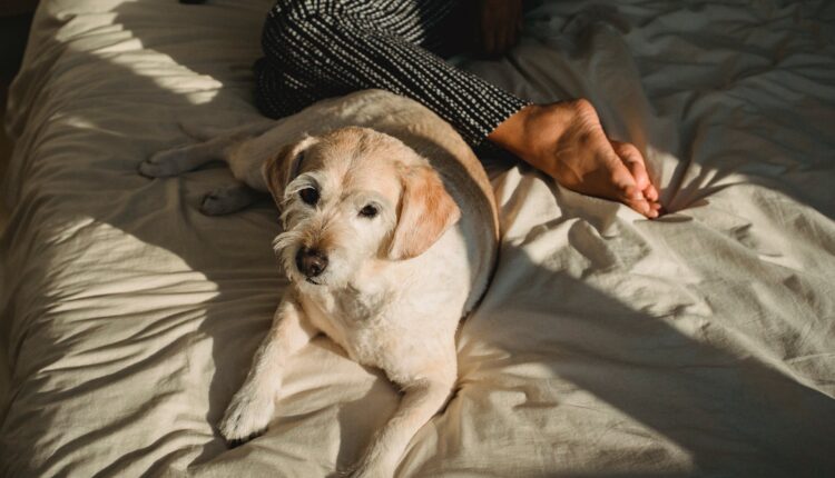 Dormir com cachorro faz mal à saúde? Descubra agora!