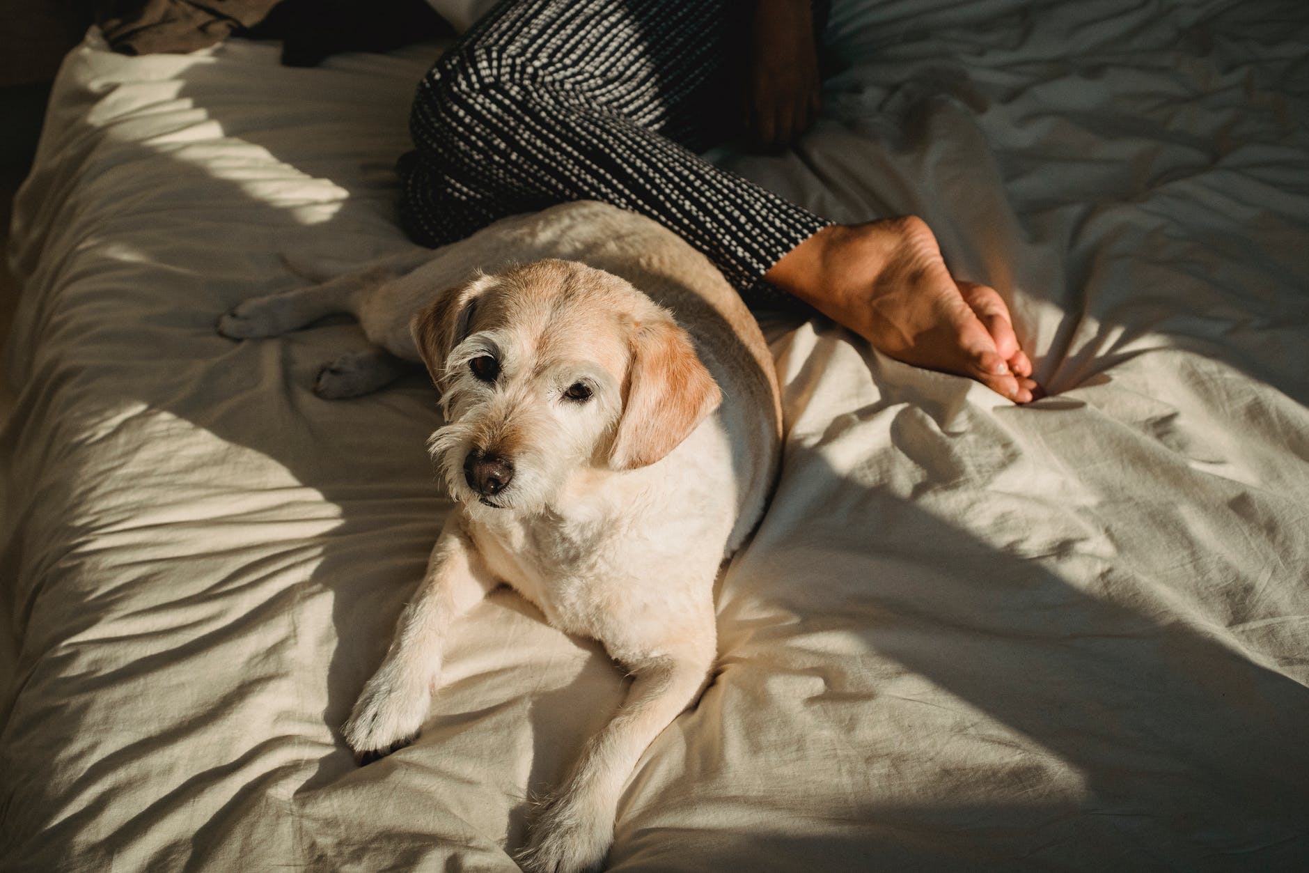 Dormir com cachorro faz mal à saúde? Descubra agora!