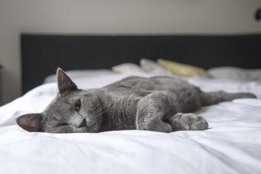 Gato preguiçoso.