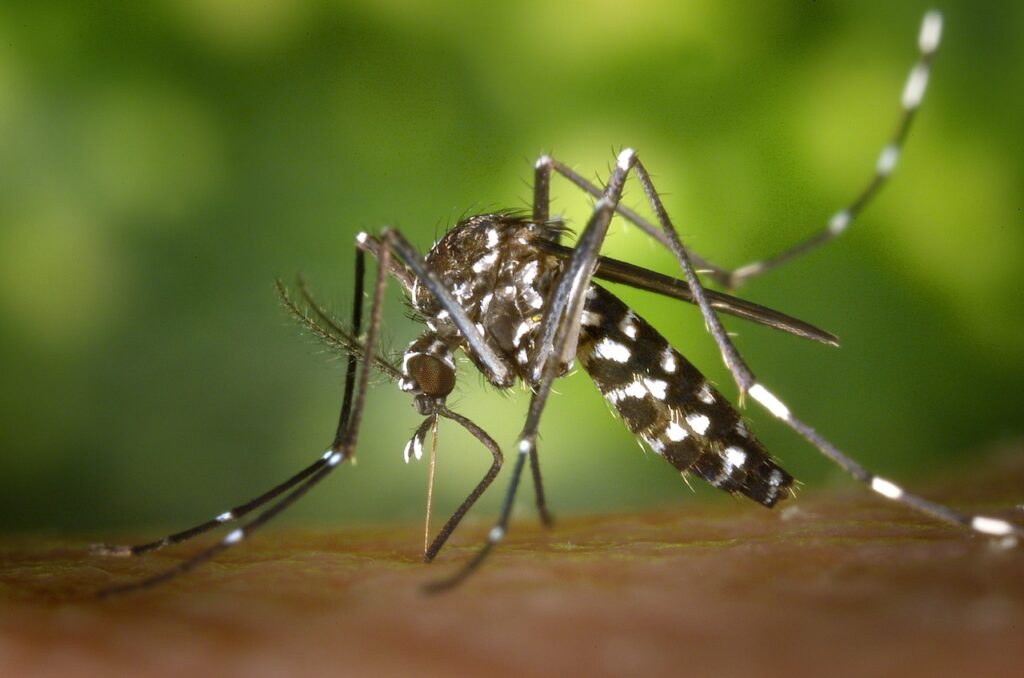 espanta mosquito caseiro