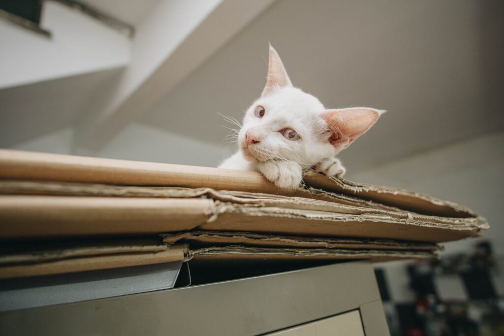 Veja como alegrar o seu gato apenas com a ajuda de uma caixa de papelão!