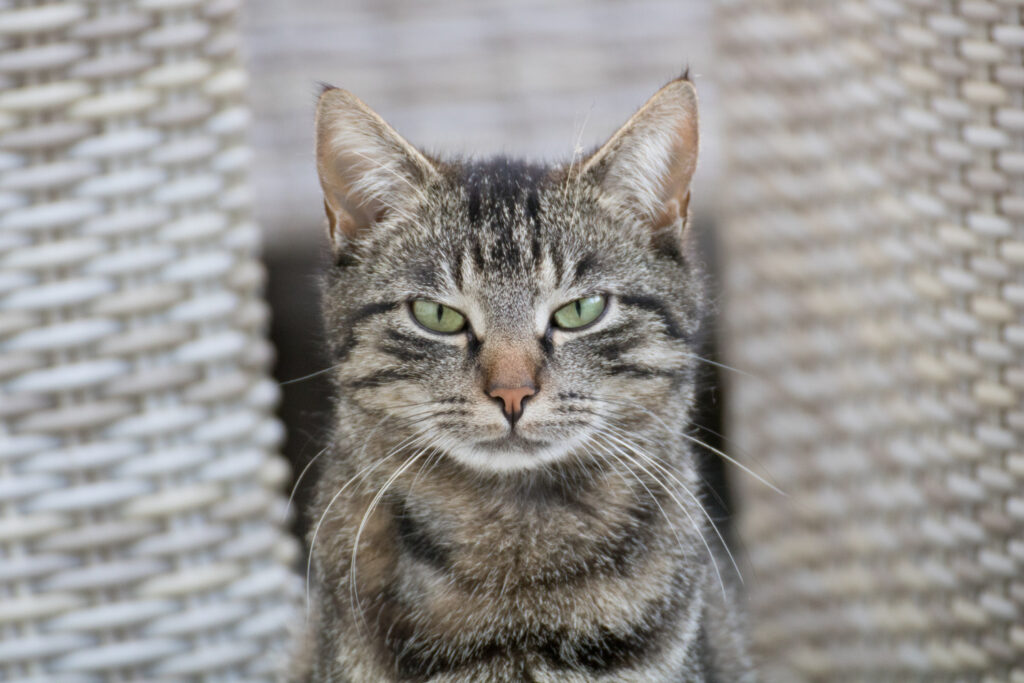 Receita caseira para afastar felinos da sua casa