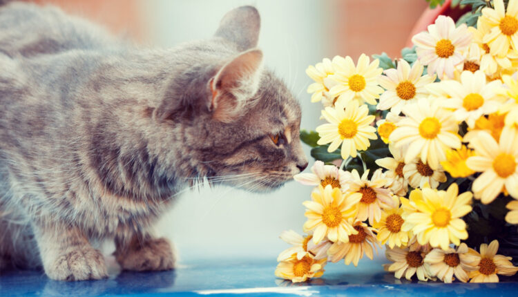 Alguns cheiros podem deixar os gatos incomodados! Saiba quais são